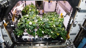 Astronautas de la Nasa obtienen los primeros chiles picantes cultivados en el espacio (FOTOS)