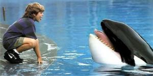 La trágica y agónica muerte de Keiko, la orca que inspiró la película de “Liberen a Willy”