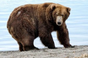 Cómo es la “semana del oso gordo”, la curiosa competencia que cautiva a Alaska