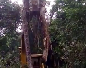IMÁGENES: Descubren una serpiente gigante que tuvo que ser levantada por una grúa en Dominica