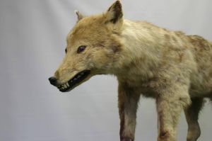 Un legendario lobo japonés podría ser la clave para descubrir el origen de los perros