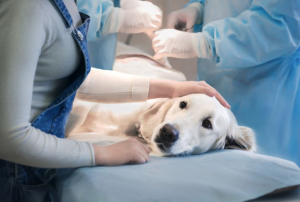 Eran sanos y les fallaron: Las devastadoras palabras de una veterinario que sacrificó a cinco perros en un día en Sudáfrica