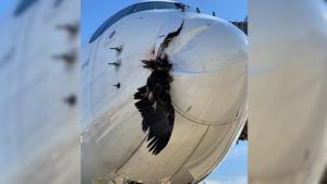 La FOTO que se hizo viral: Un buitre impactó contra un avión antes de aterrizar en España