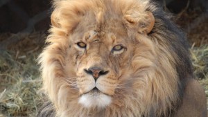 Al menos 15 leones en dos zoológicos de EEUU dieron positivo a variante Delta