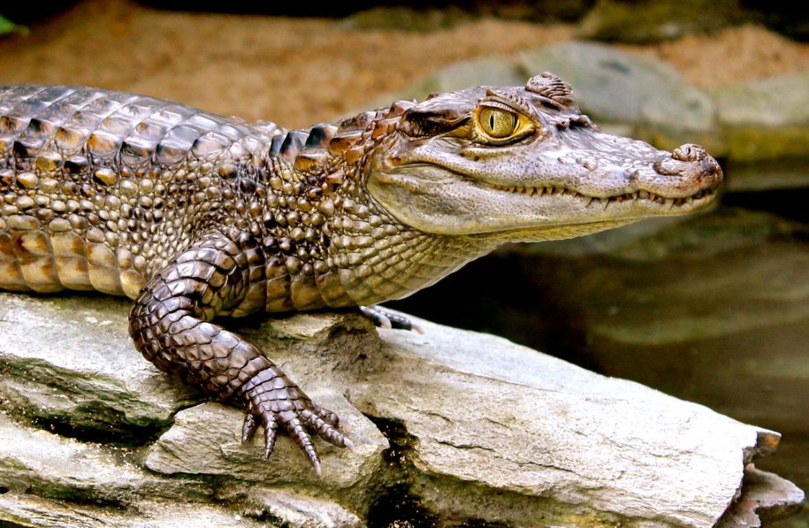 Крокодилы хамелеон. Cayman крокодил. Кайман маленький крокодил. Кайман и Аллигатор. Крокодил Аллигатор Кайман.