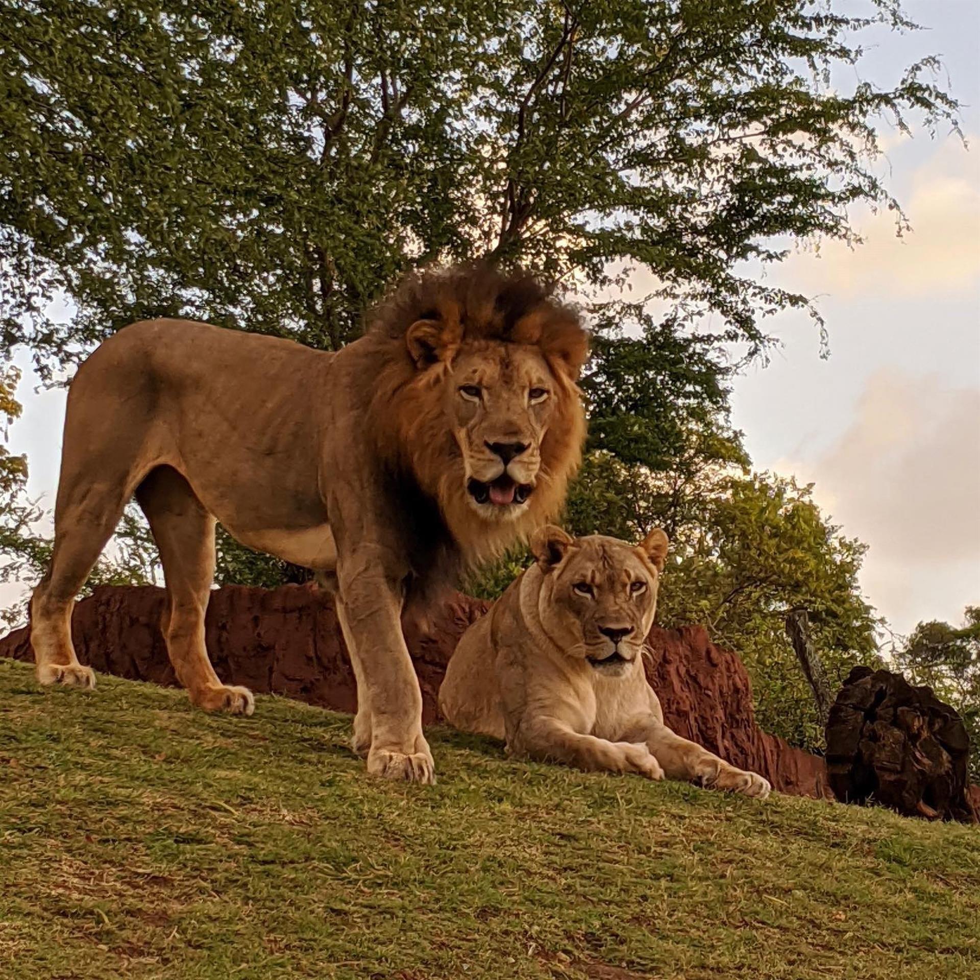 Una leona despedazó a un guardián en un zoológico y huyó junto a un león