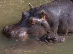 Su legado más salvaje: Los hipopótamos de Pablo Escobar están fuera de control