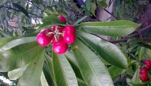 Murieron dos hermanos en Colombia tras comer un fruto venenoso en el jardín de su abuela
