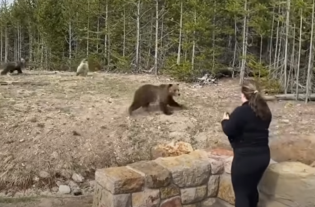 Imprudente se salvó de la muerte tras acercarse a osos grizzly… pero no de la cárcel (Video)