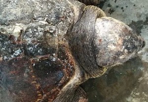 Alertan sobre la extrema contaminación en el Lago de Maracaibo tras la muerte de una tortuga (VIDEO)