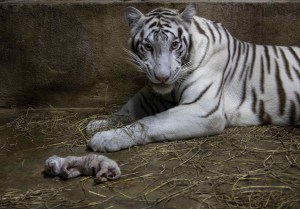 Nacieron tres tigres blancos de bengala en el Zoológico de Nicaragua
