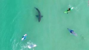 ¡SUSTO! Drone captó el momento cuando un gran tiburón blanco acechó a surfistas en playa de California (VIDEO)