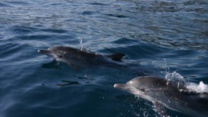 El comportamiento de los delfines que nadan en las costas venezolanas revela su increíble inteligencia