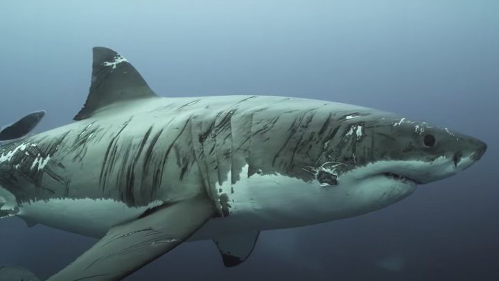 Impactante VIDEO muestra al tiburón blanco “más herido del mundo”: ¿Qué le causó tantas cicatrices?