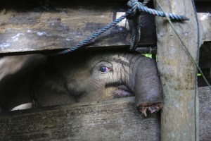 Bebé elefante muere en Indonesia tras perder su trompa en una trampa de cazadores