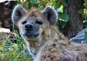 Detectaron en un zoológico de EEUU los primeros casos de hienas infectadas con Covid-19
