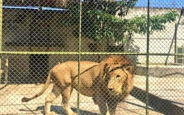 Sacrificaron a un león que escapó y mató a su cuidador en Guatemala