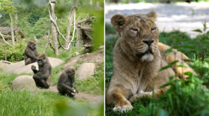 Gorilas y leones de un zoológico en Países Bajos dan positivo en coronavirus