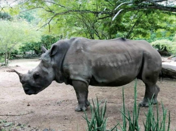 Murió Josefina, la última rinoceronte blanco en Venezuela