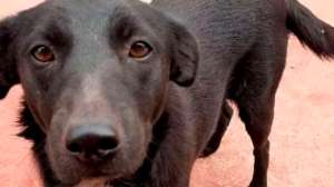 A prisión degenerado que violó y desmembró a una perra en Argentina