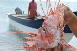 “Es hermoso, pero hay que matarlo”: El Pez León pone en peligro el ecosistema en los mares de Venezuela