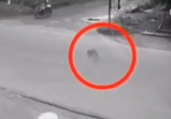 Pánico en India: Captaron una “sombra encorvada” cruzando la calle (VIDEO)