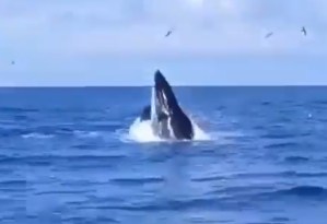 ¿Qué tipo de ballena fue vista en aguas de La Guaira?