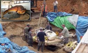 Asombro en Misuri: Hallaron gigantesco fósil de un dinosaurio con pico de pato