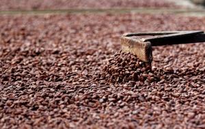 Día Mundial del Cacao: ¿por qué se celebra cada #7Jul?