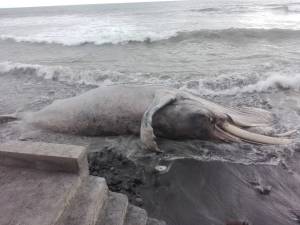 Una ballena de 15 metros fue hallada muerta en una playa de El Salvador (FOTOS)