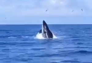 “¡Qué espectáculo!”: Una ballena sorprendió a un pescador en las costas de La Guaira (VIDEO)