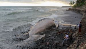 Imágenes: Apareció una ballena muerta de más de 15 metros en playa de El Salvador