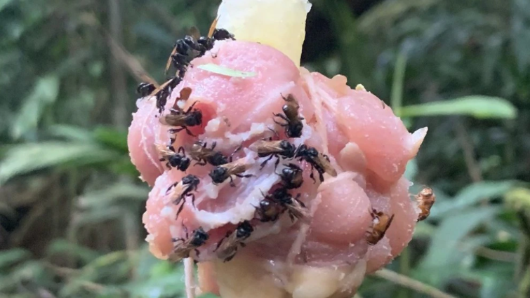La aterradora especie de abeja con un diente que le permite comer carne