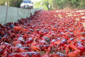 En imágenes: La impresionante migración anual de cangrejos en la Isla Navidad
