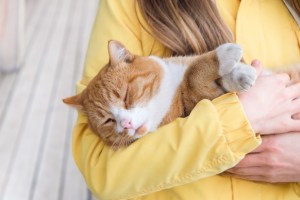 Los gatos pueden sufrir asma, al igual que los humanos: Todo lo que debes saber