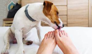 Dato curioso: ¿Por qué los perros lamen los pies de sus dueños?