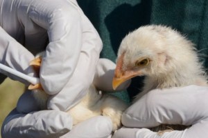 Francia sacrificó a diez millones de aves para intentar contener la gripe aviar