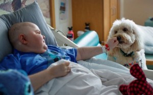 Ollie, el tierno perrito que ayuda a niños de California en la vacunación contra el Covid-19