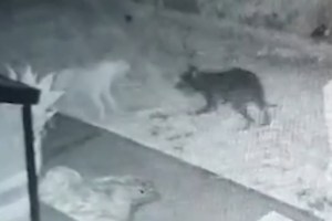 Captó a un “perro fantasma” jugando con su cachorro en el patio de su casa (VIDEO)