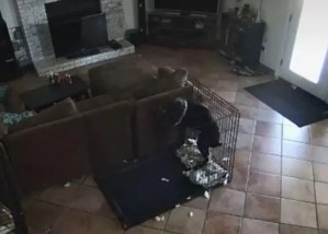 Momento exacto en que un “fantasma” le quitó el collar a un perro enjaulado (VIDEO)