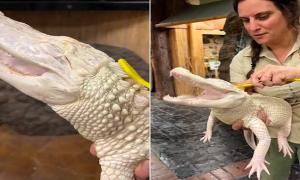 La curiosa reacción de un lagarto albino mientras lo acicalaba cuidadora de zoológico en California (VIDEO)