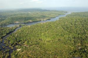 La crisis por la deforestación del Amazonas, una crítica situación que podría empeorar en 2022