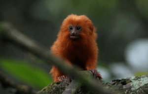 Construyeron puente para monos sobre autopista en Río de Janeiro para salvar a especie en peligro de extinción