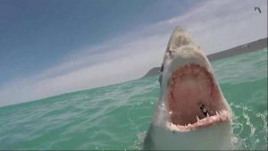 Trágico final: quisieron ayudar a un tiburón devolviéndolo al mar… pero todo terminó muy MAL