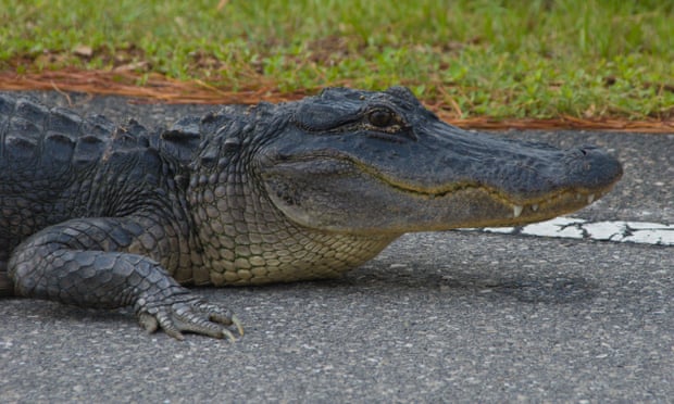 Un extraño accidente en Florida dejó a dos caimanes colgando de la ventana de un camión