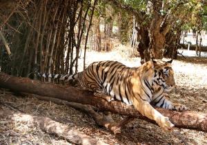 La India registró más de cien muertes de tigres en 2021, la mayor cifra en una década