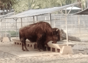 Murió La Diabla, la bisonte más longeva de un Zoológico de México