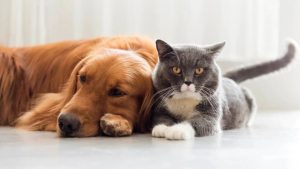Perros versus gatos: quién es más inteligente