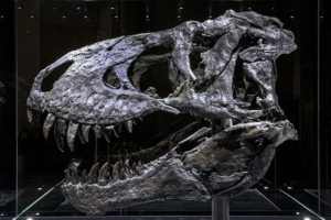 Tiranosurio rex: un fósil de 68 millones de años reveló que los dinosaurios sufrían dolor de muelas