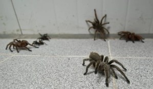 “Llueven” arañas en un pueblo de Indonesia y la población cree que habrá una catástrofe